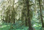 PICTURES/Ho Rainforest - Hall of Mosses/t_TreeBeards Friends.JPG